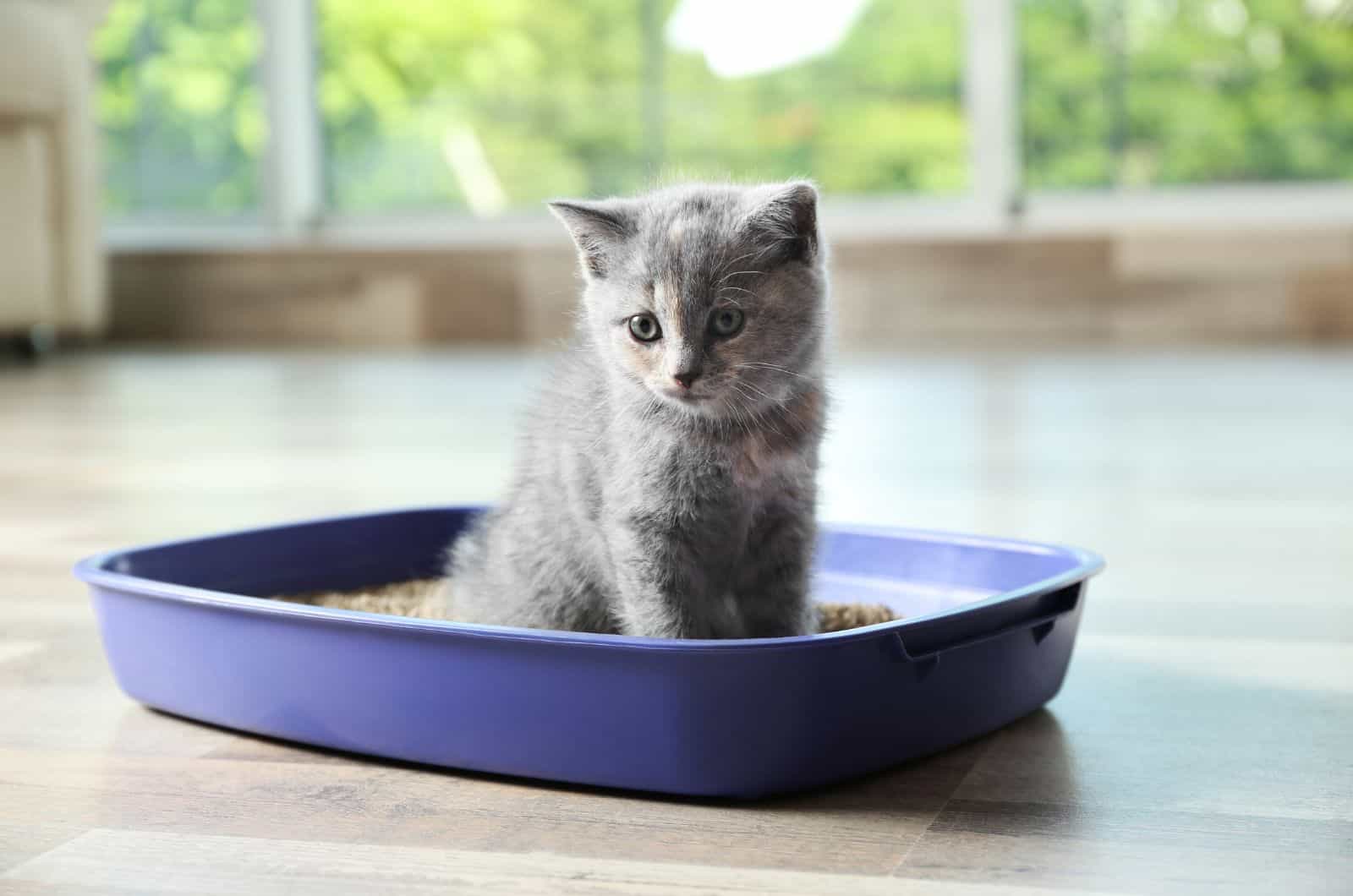 kitten sitting in litter