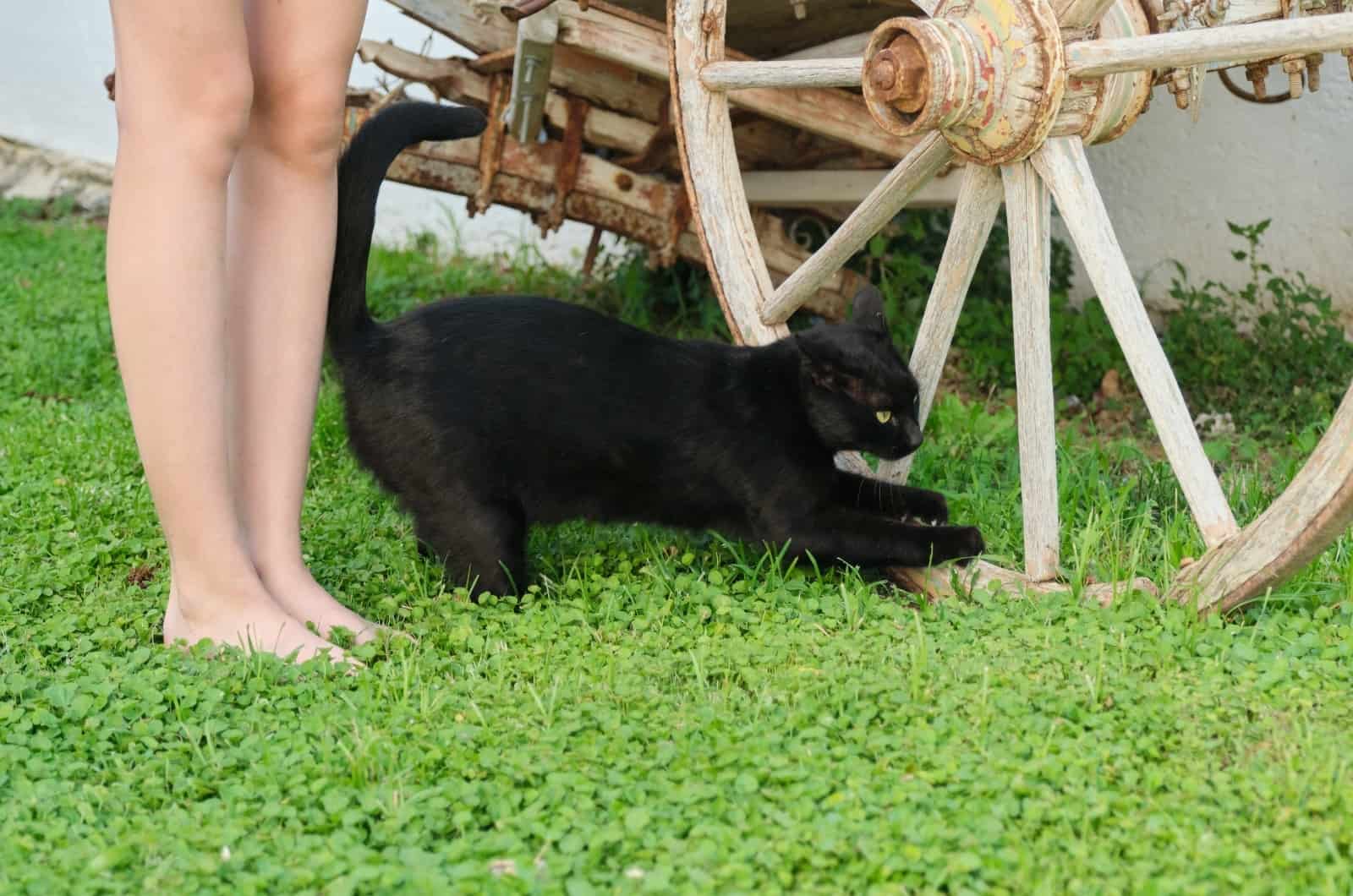 legs and black cat standing on grass