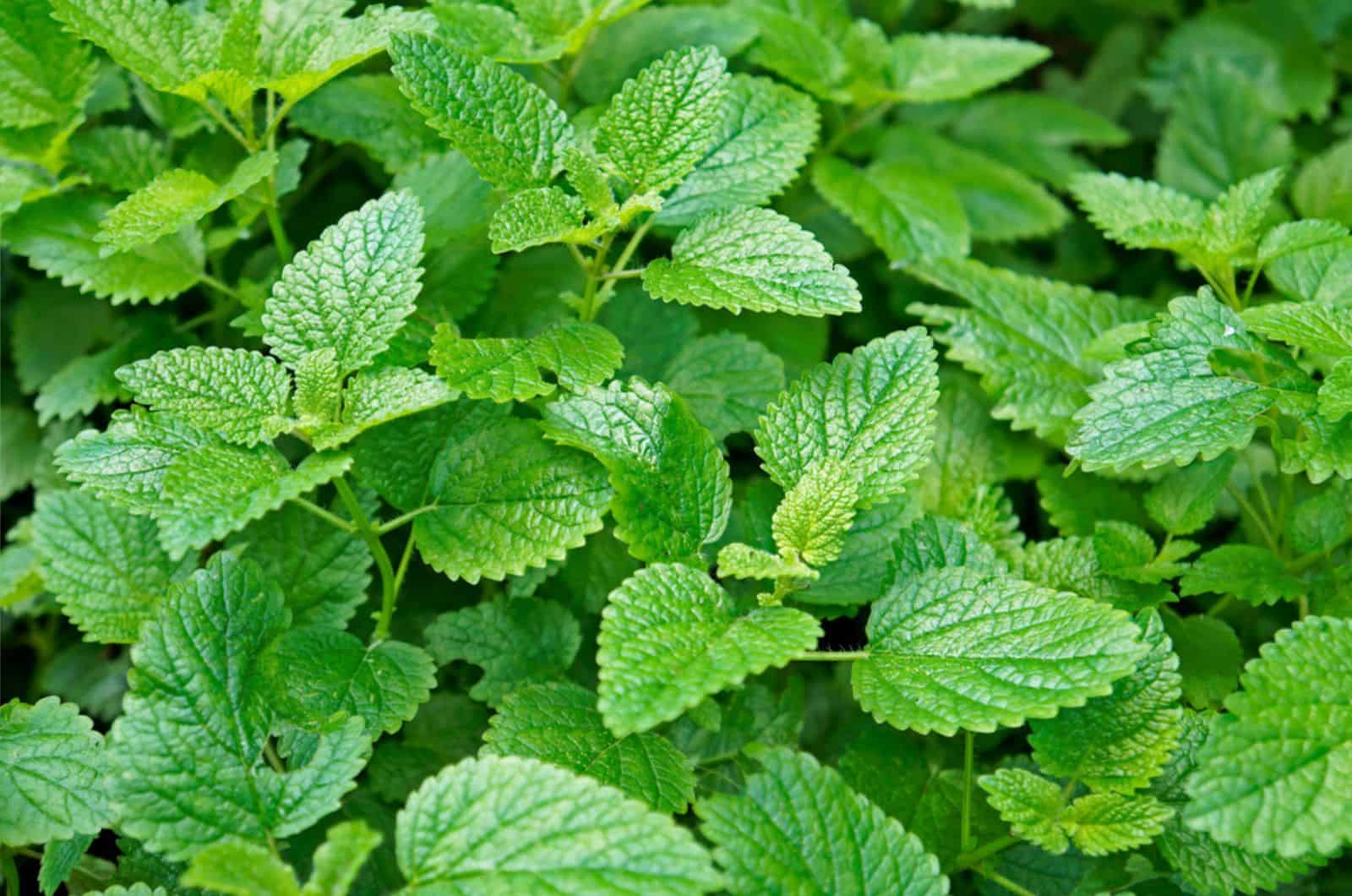 lemon balm plant outdoor