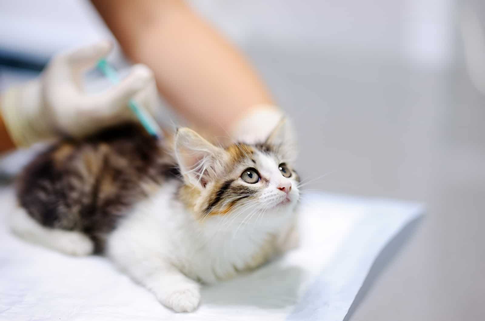 little cat getting injectable antibiotic