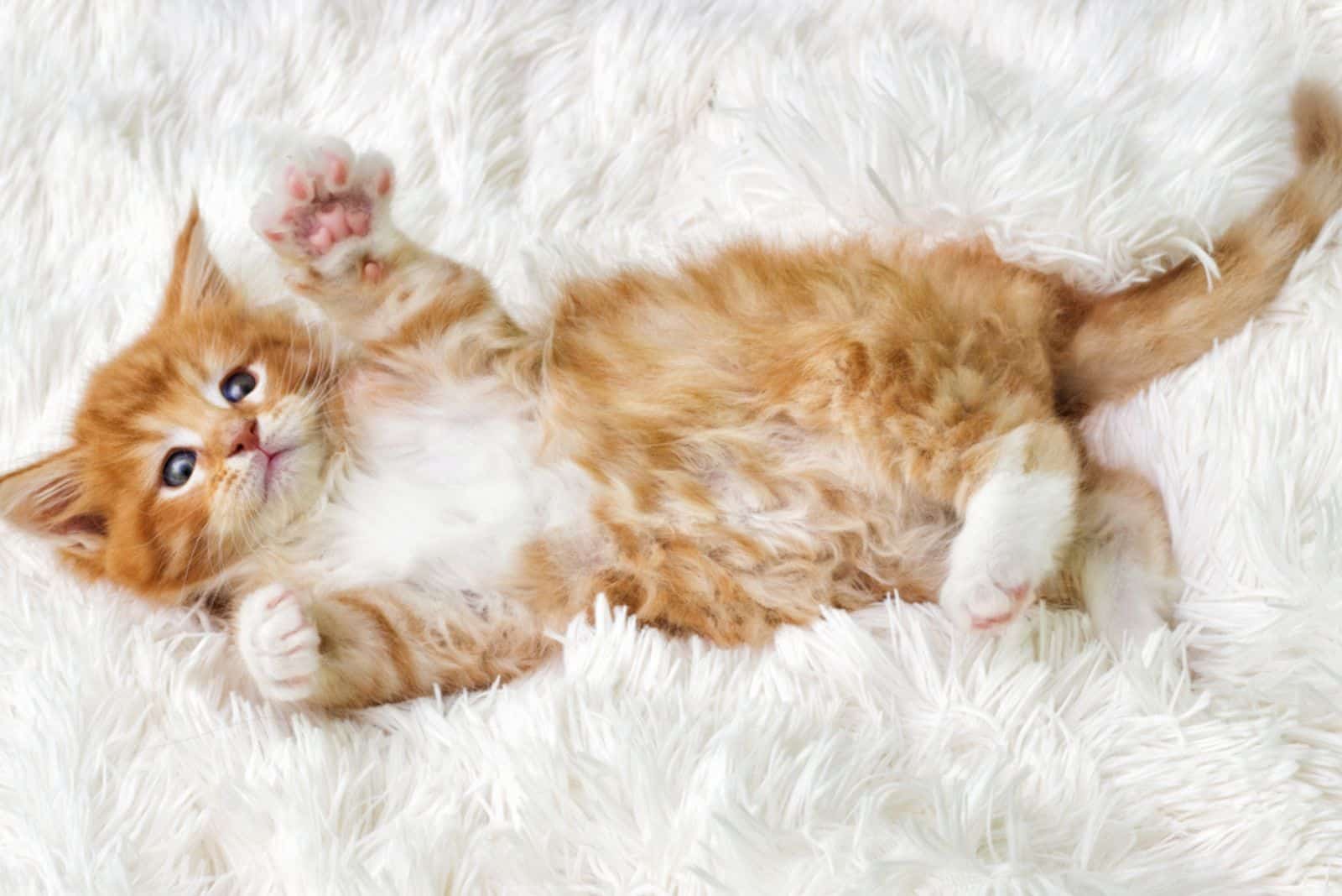 little cute kitten maine coon looks up