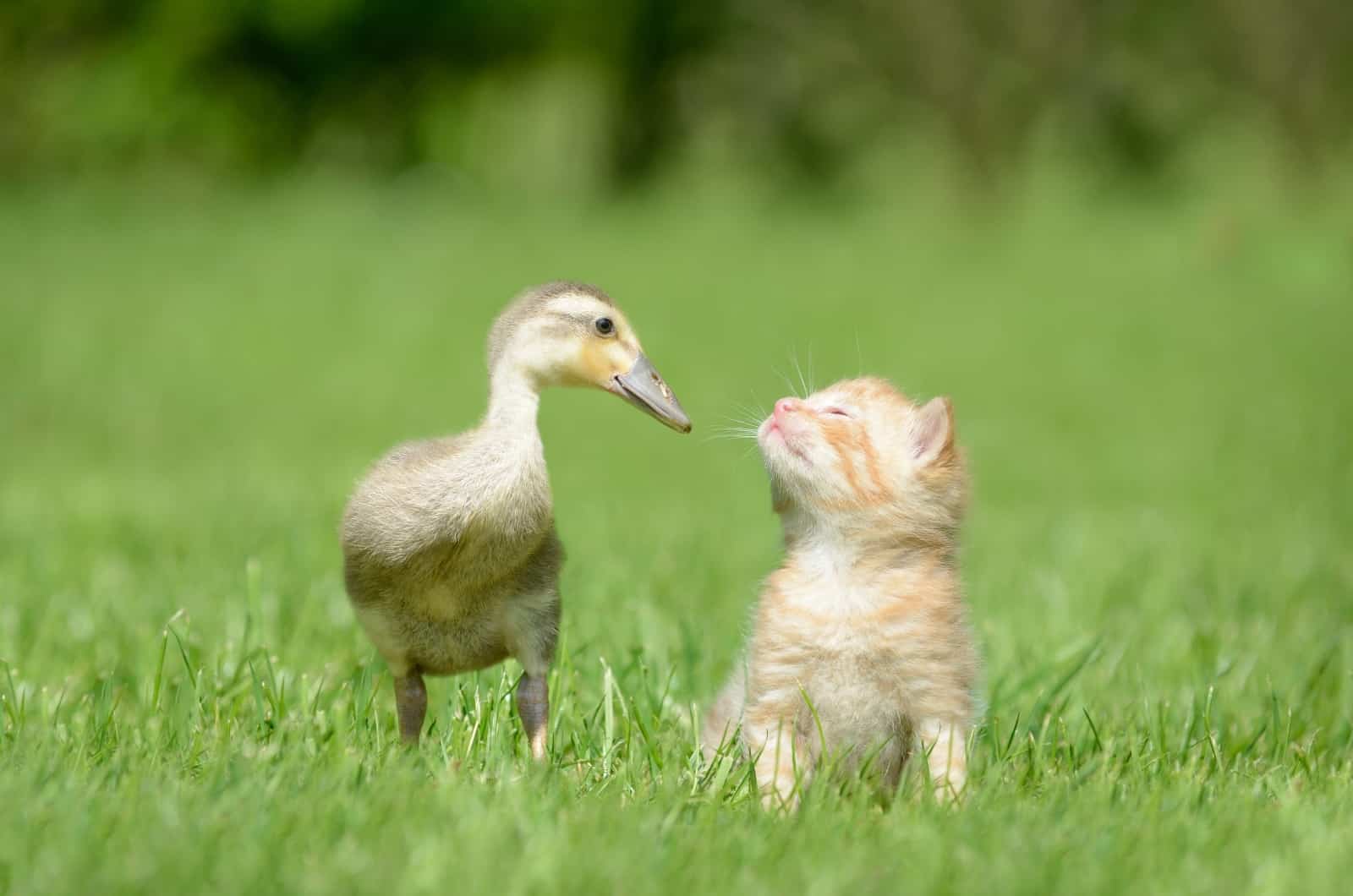 little kitten and duck standing on grass