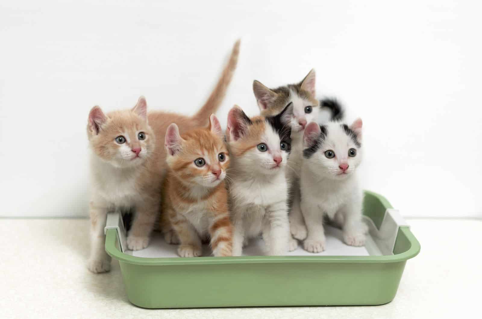 little kittens in litter