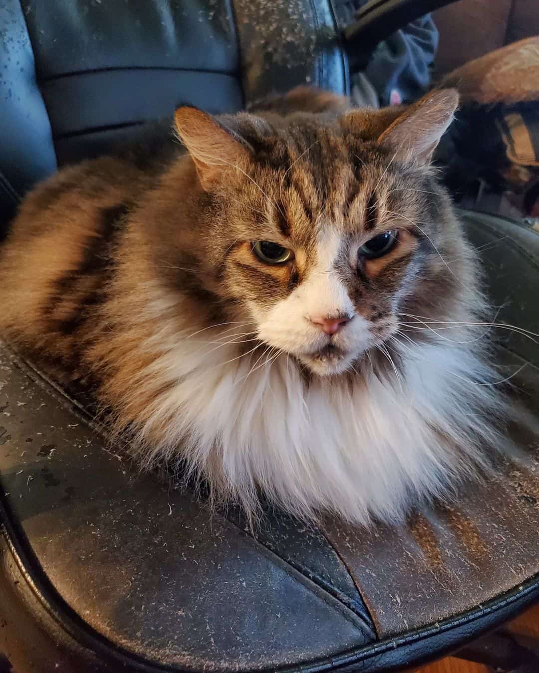 maine coon tabby mixed breed cat