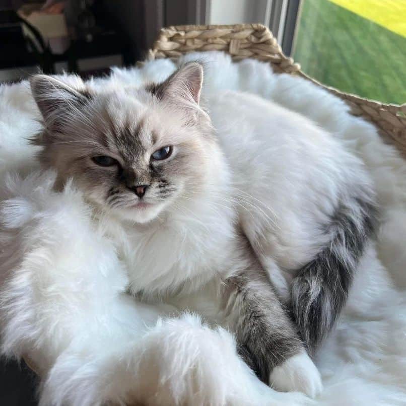 mitted blue lynx ragdoll cat with white markings on paws
