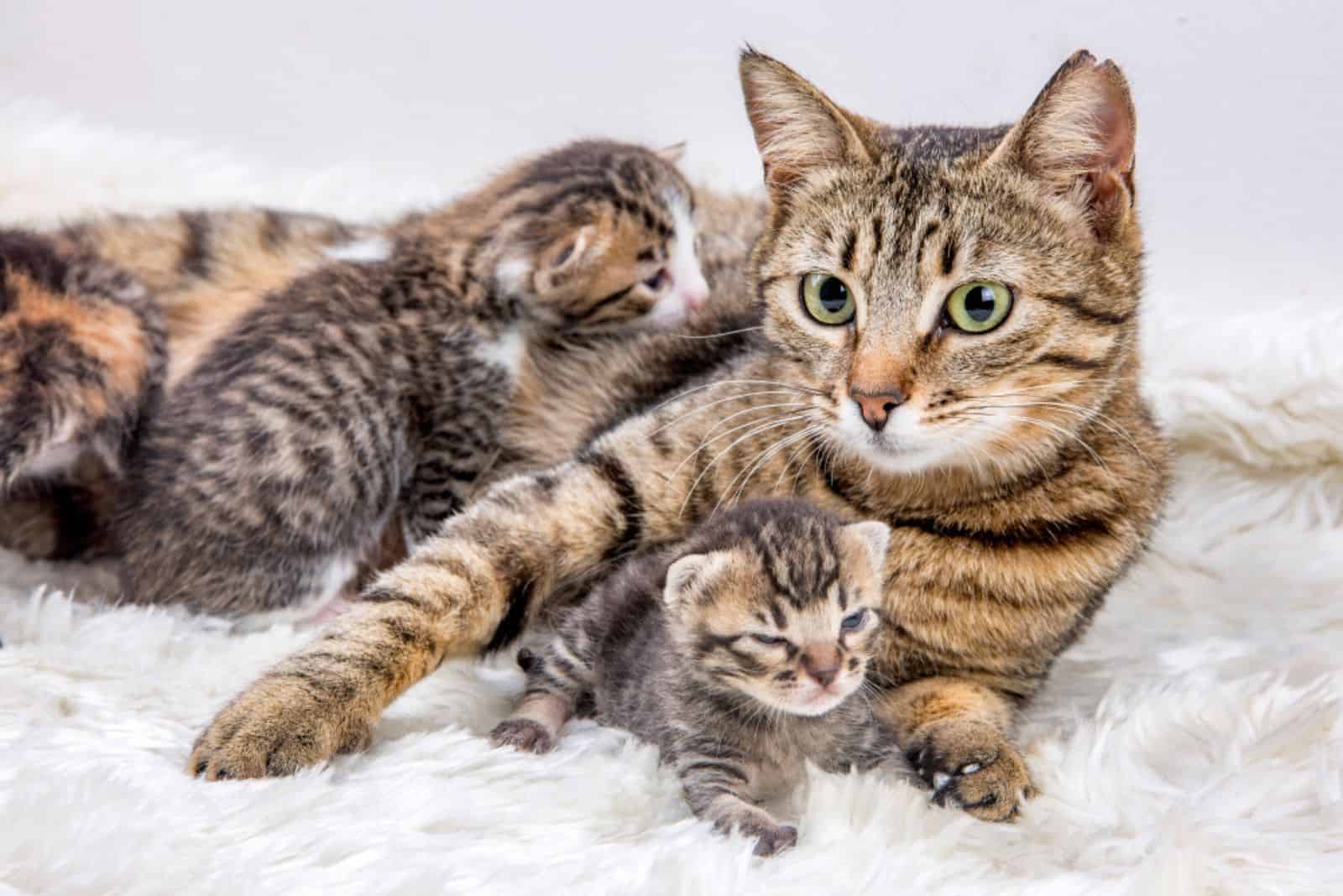 mother cat with her baby kittens