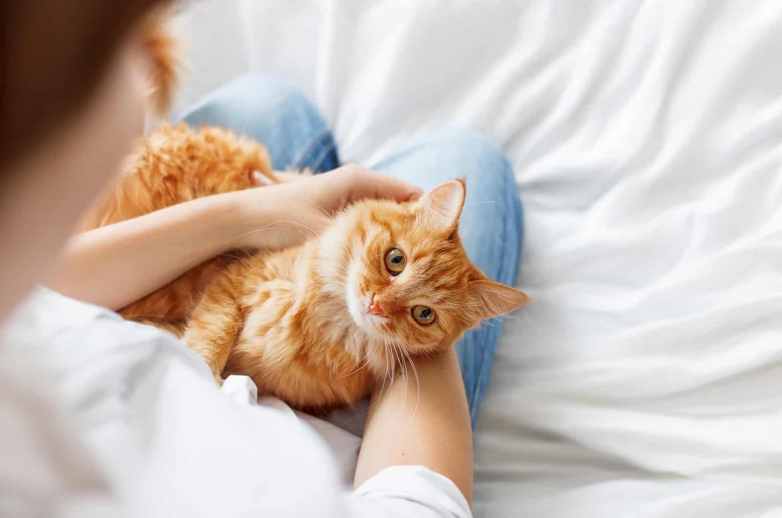 orange cat in woman's lap