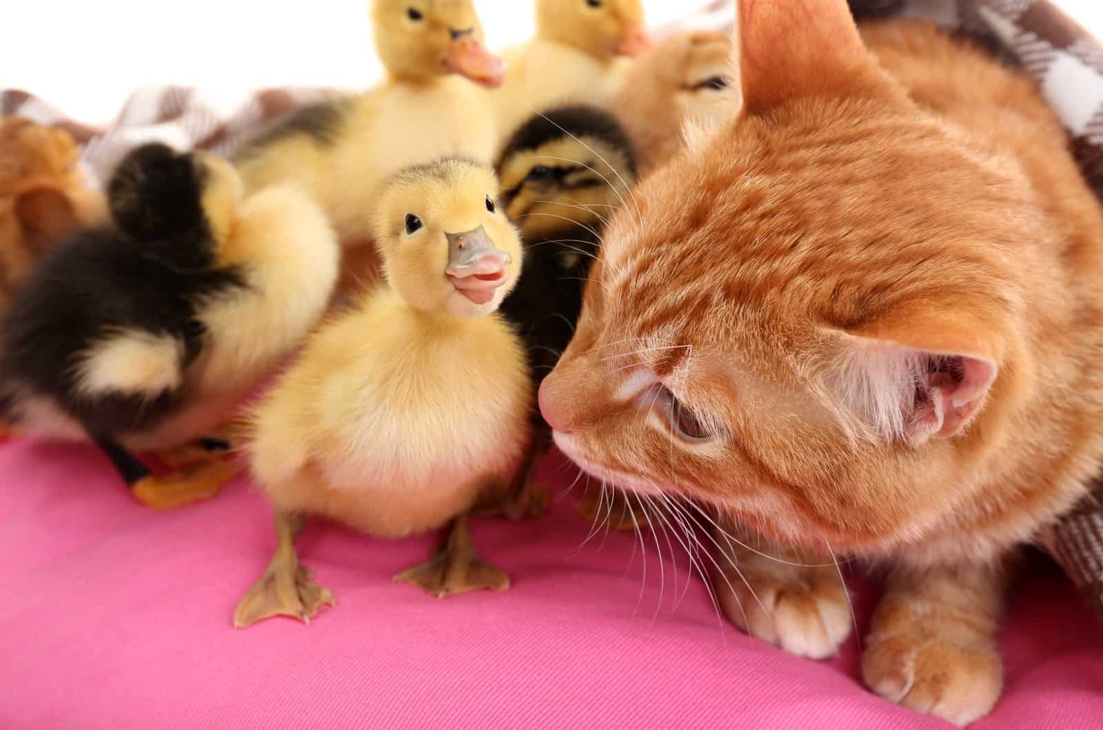 orange cat looking at little duck