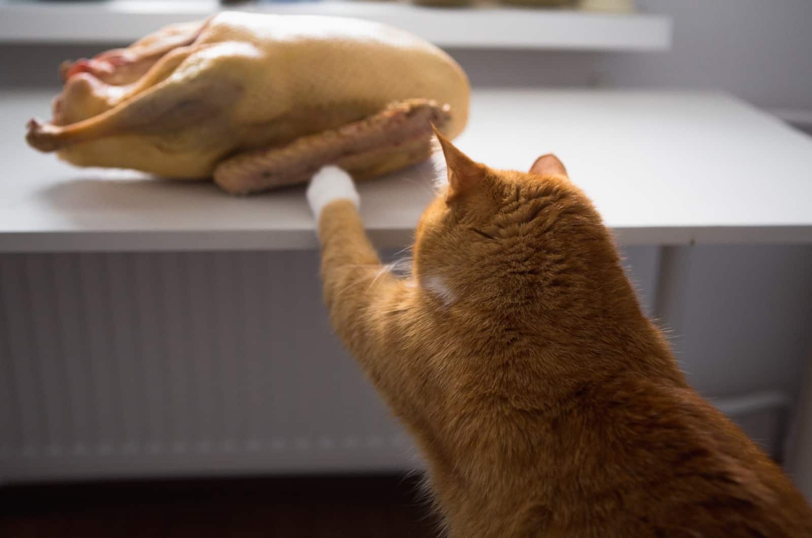 orange cat touching duck