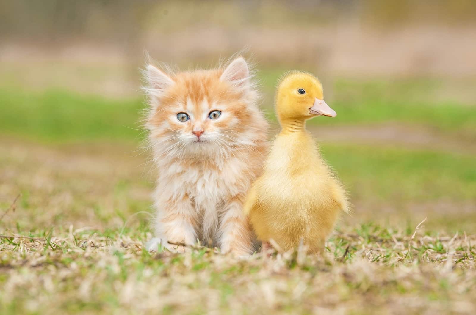 orange kitten and duck standing on grass