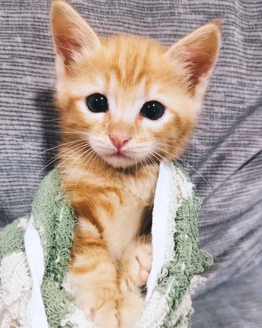 orange pixie bob kitten