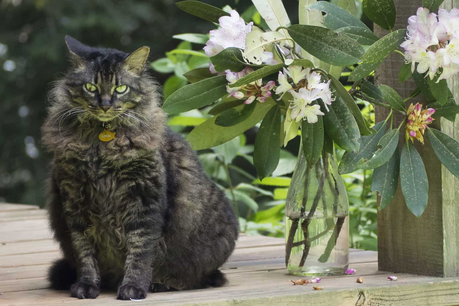 overweight maine coon tabby mix