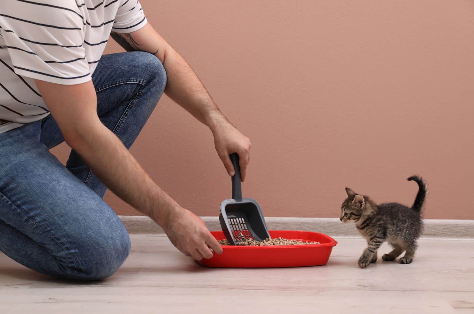 owner cleaning cat's litter