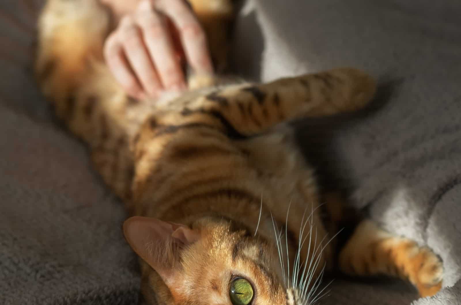 owner petting orange cat