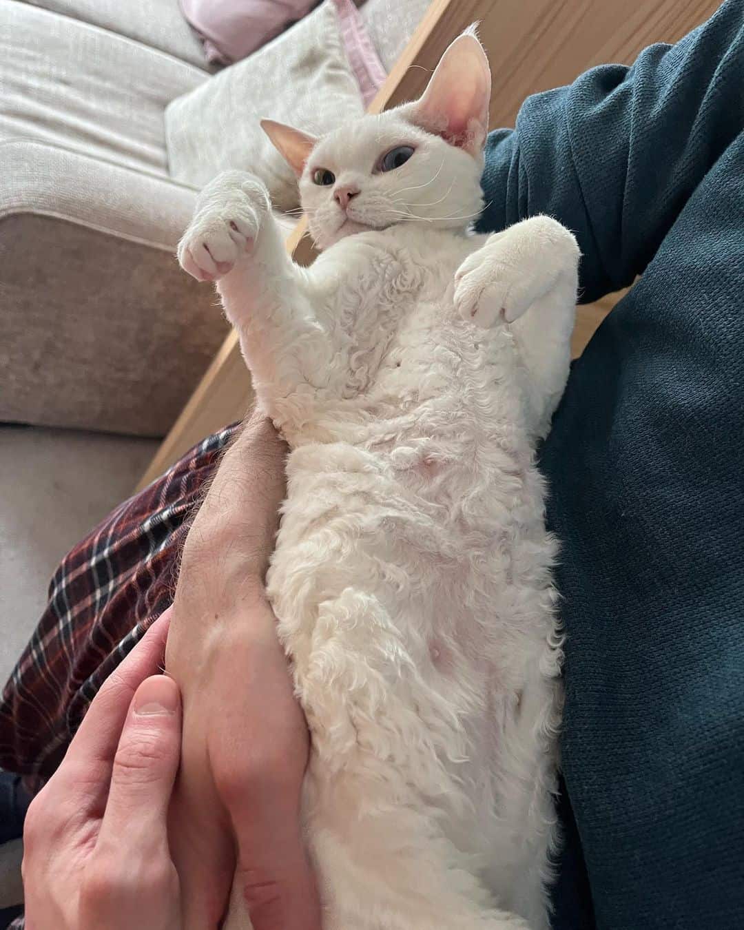 person holding a white devon rex kitten with curly whiskers