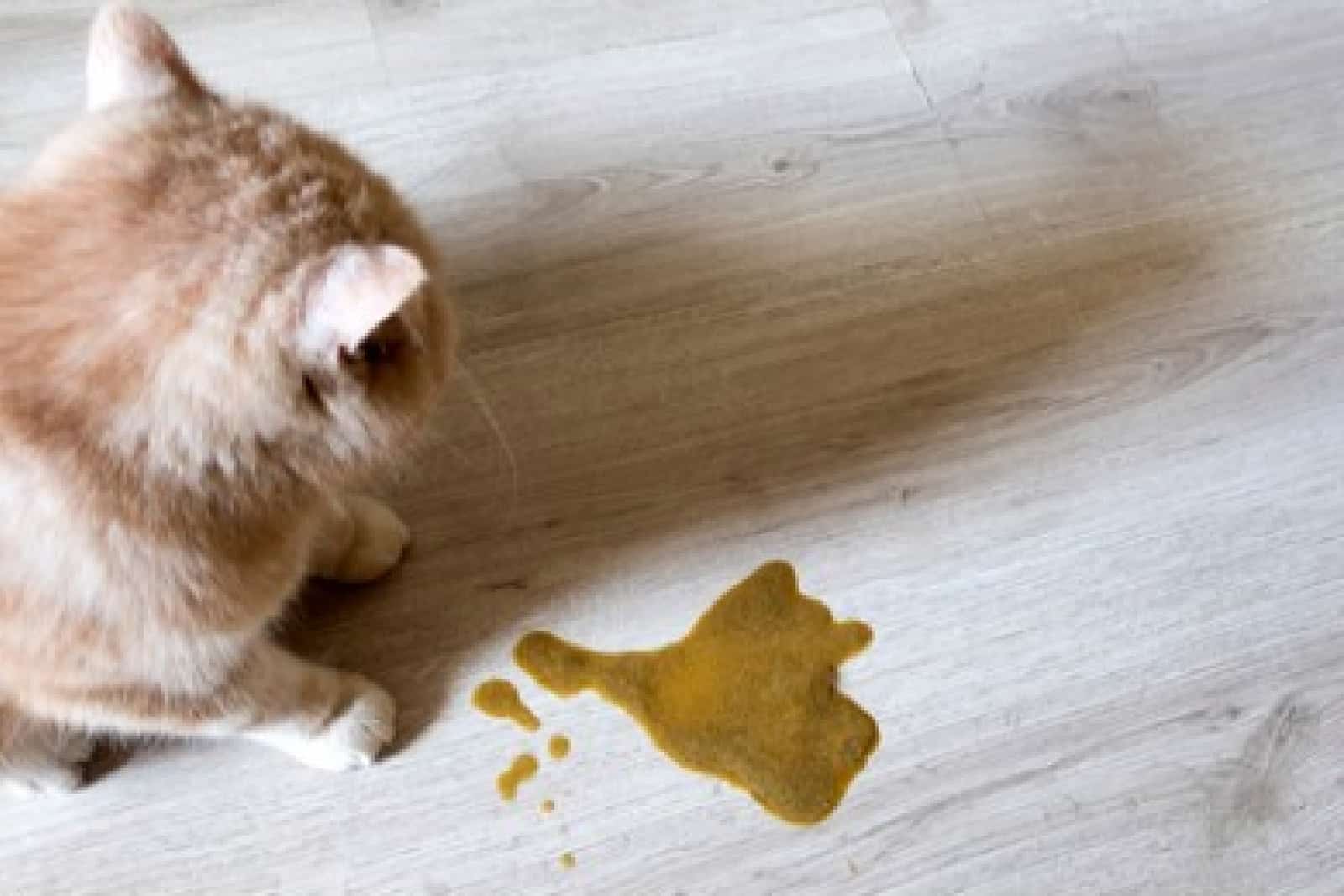 photo of a cat after vomiting on floor