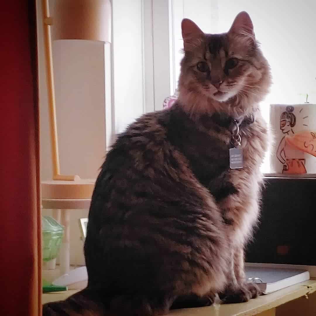 portrait of a maine coon tabby mix cat