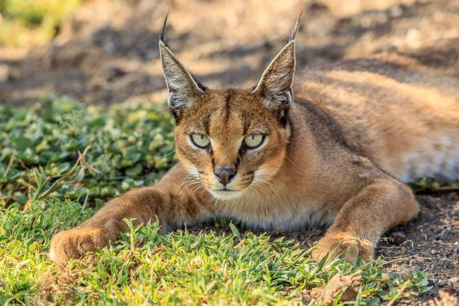 portrait of caracal cat in nature