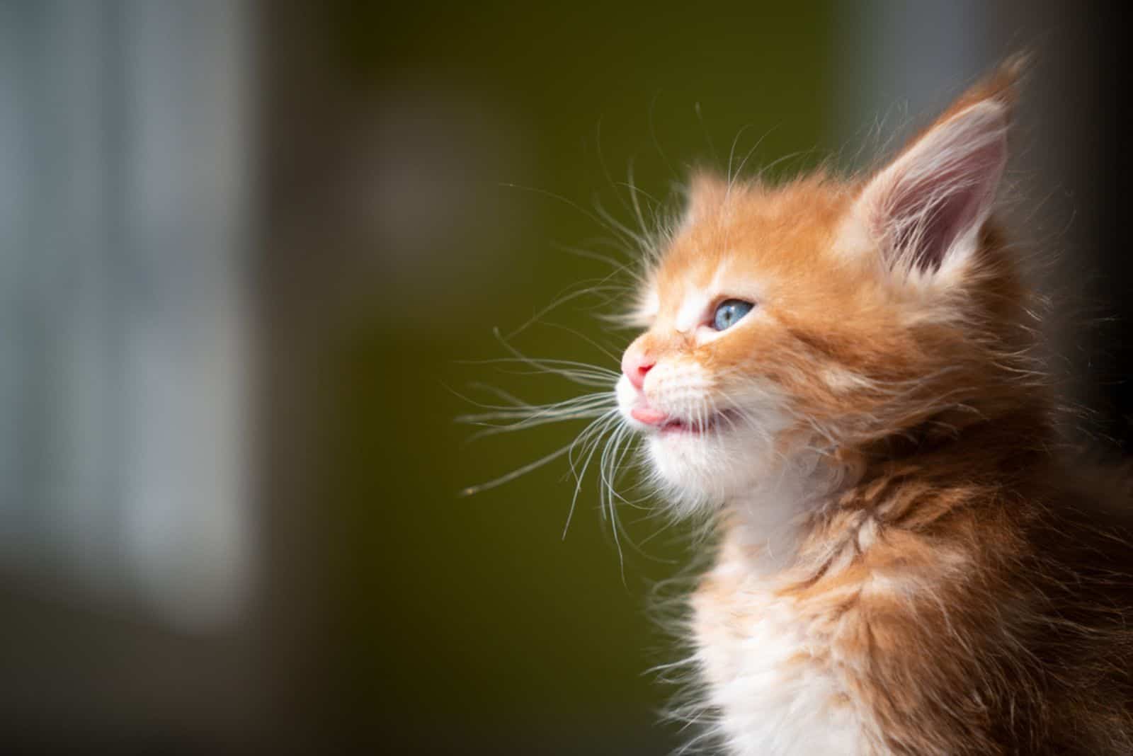 red ginger tabby maine coon kitten looking through window into sunlight