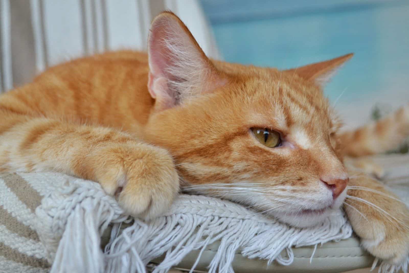 sad ginger tabby cat lying on the couch