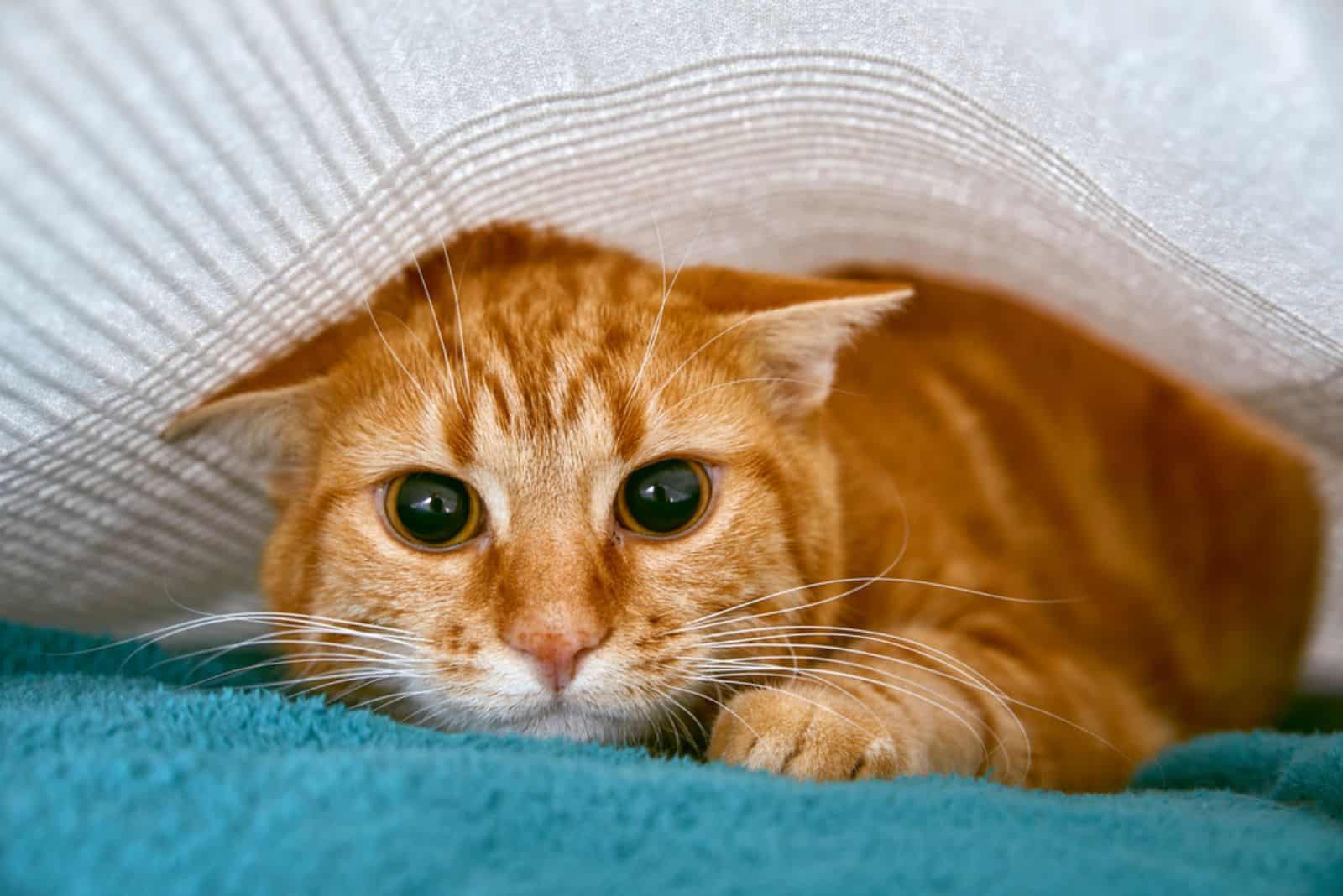 scared red tabby cat hiding under a bed sheet