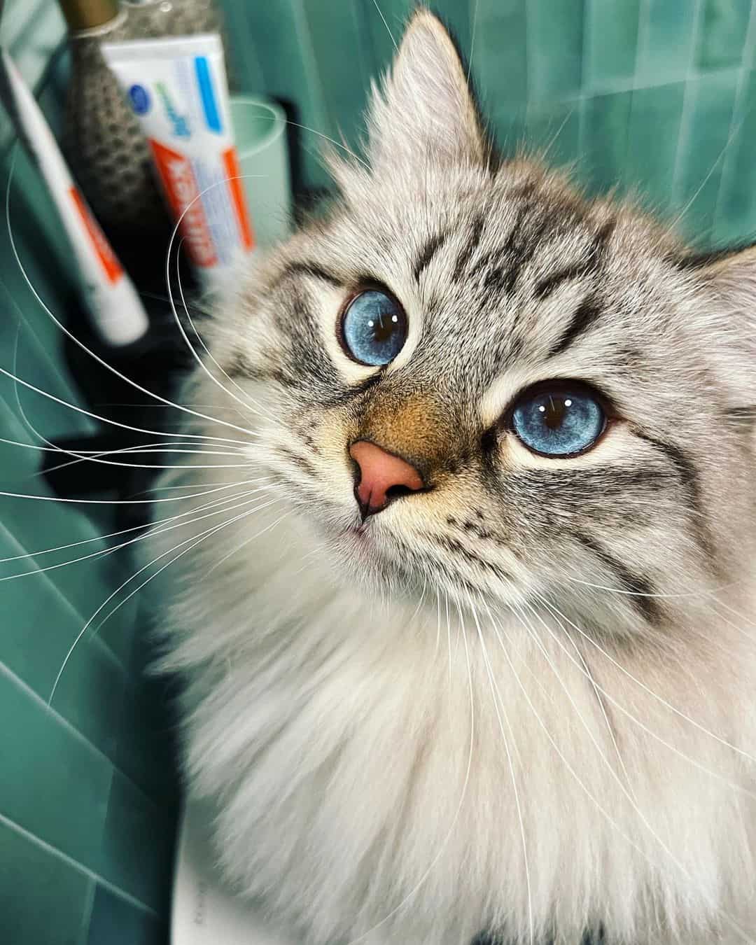 siberian cat with blue eyes and curly whiskers