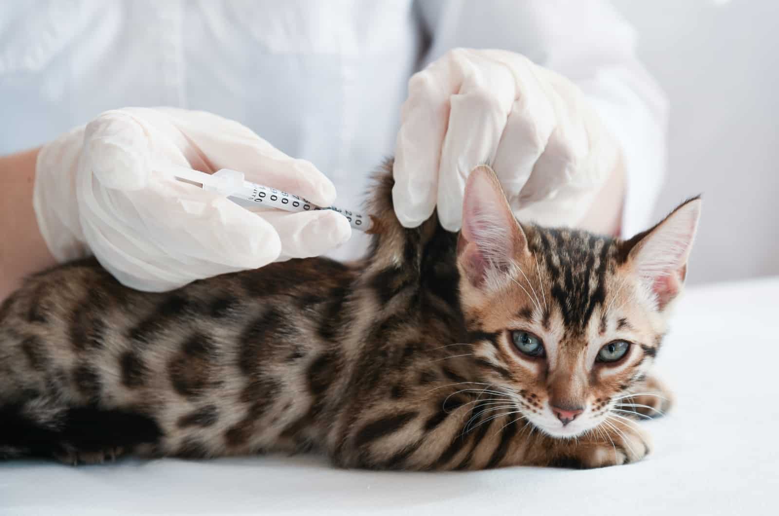 sick cat getting injectable antibiotic