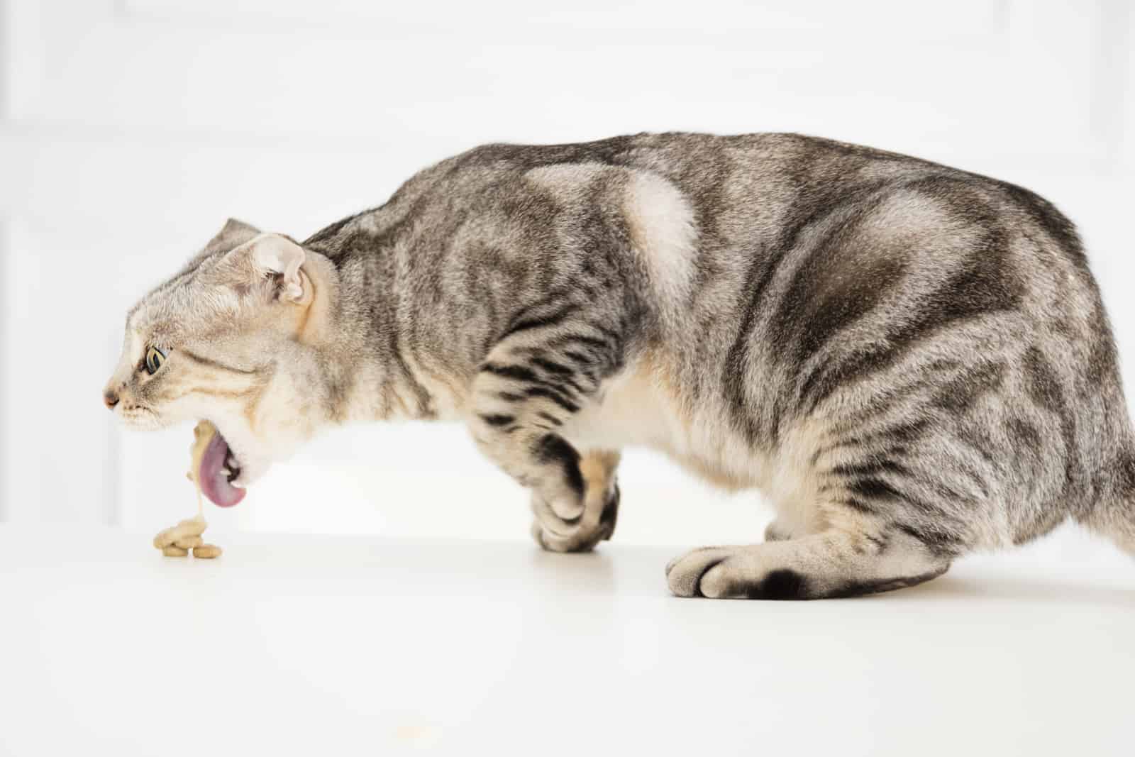 sick cat vomiting the food