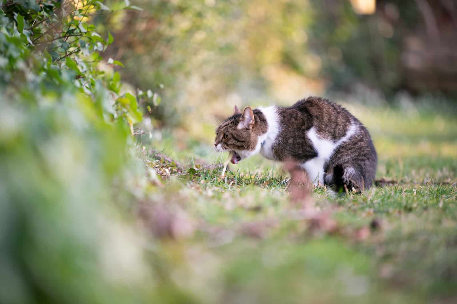 side view of a tabby white british shorthar cat puking outdoors on grass