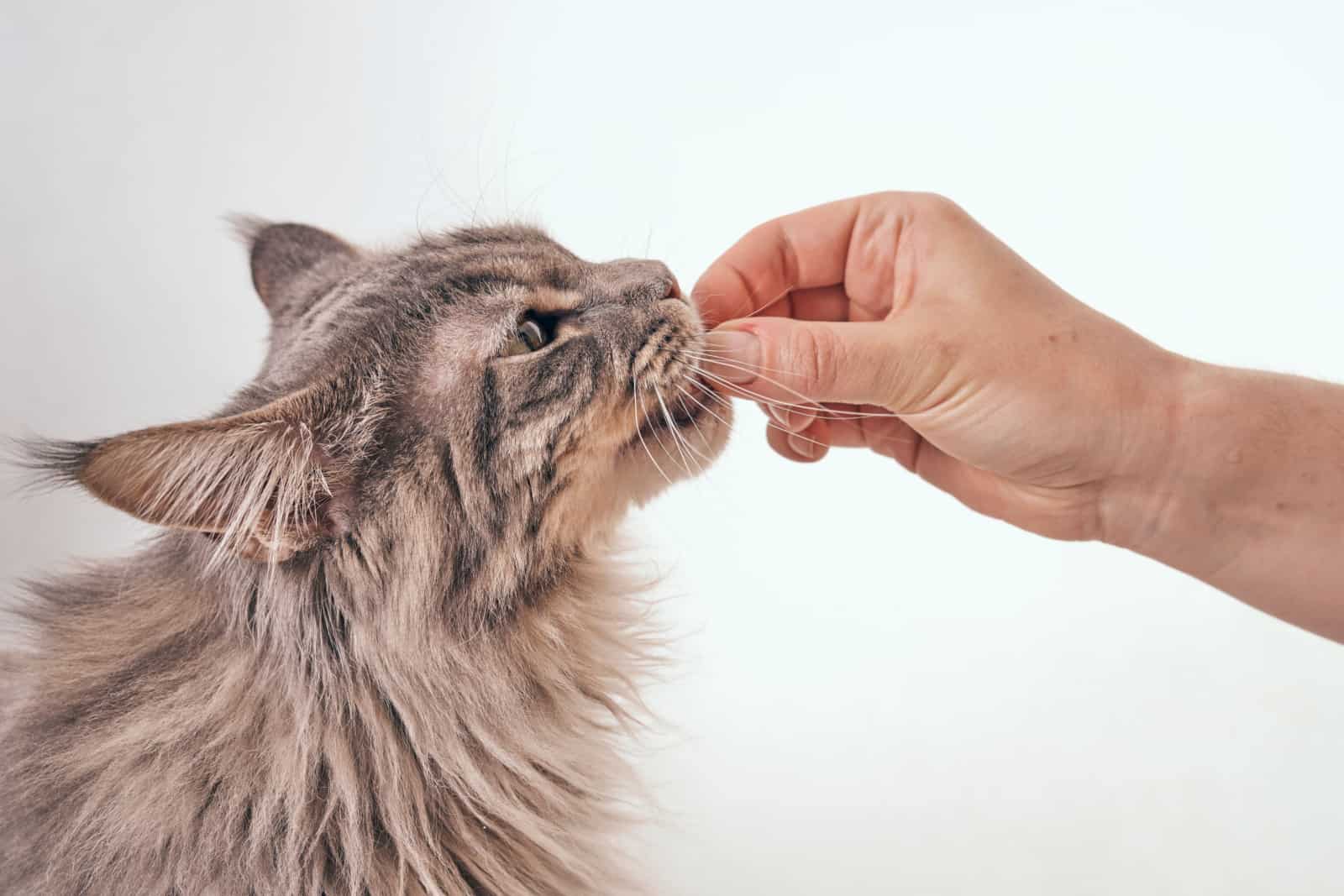 side view of a young gray tabby maine coon cat getting fed by owner