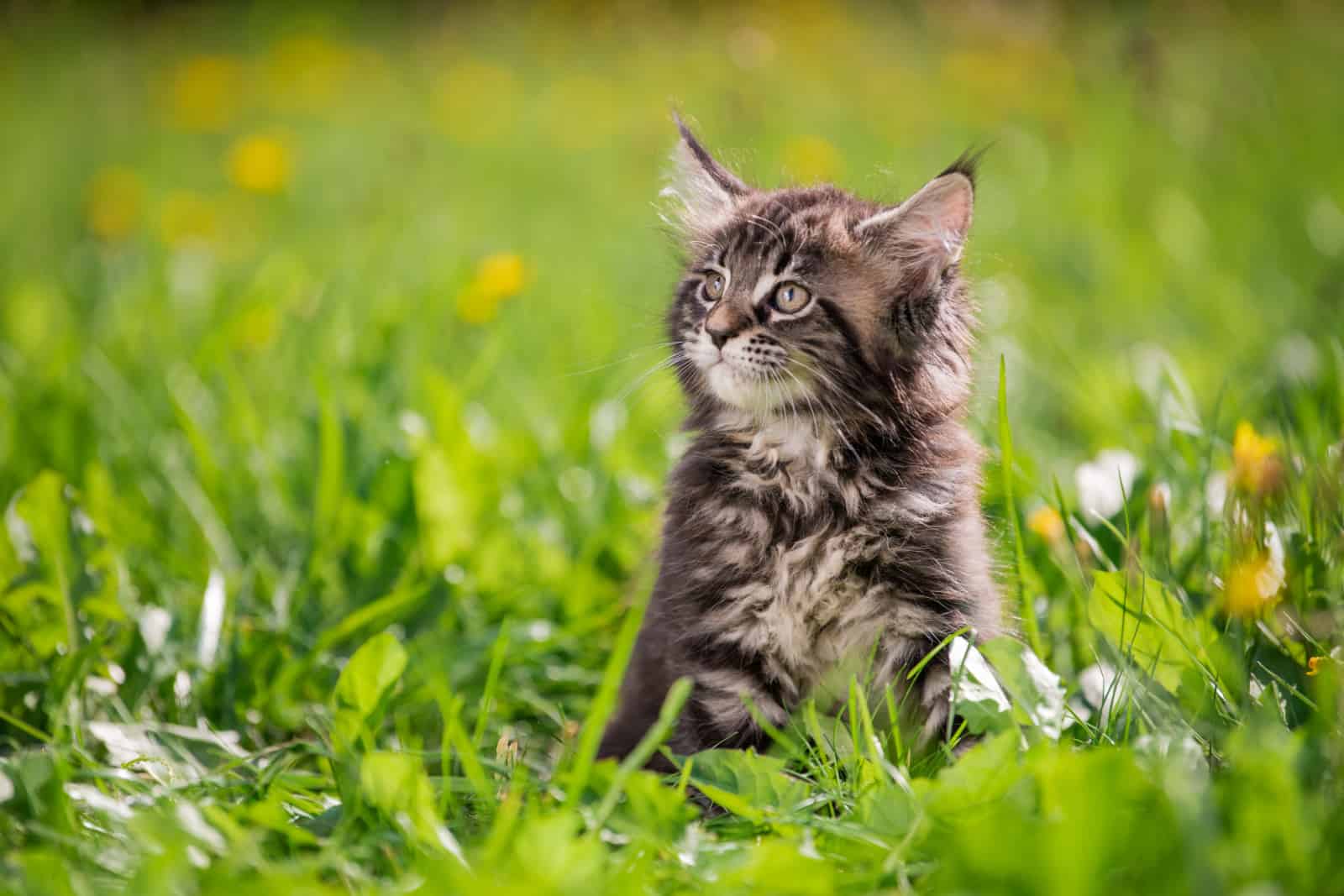 small fluffy playful gray tabby Maine Coon kitten walks on the green grass