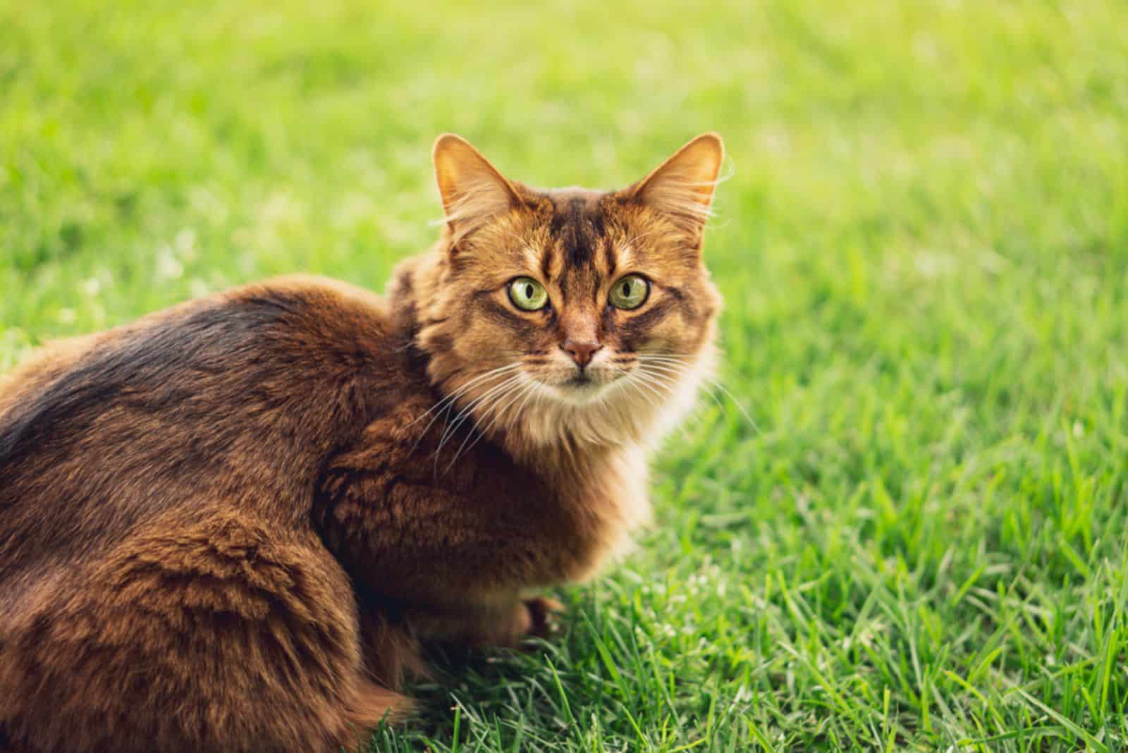 somali cat lies on the grass