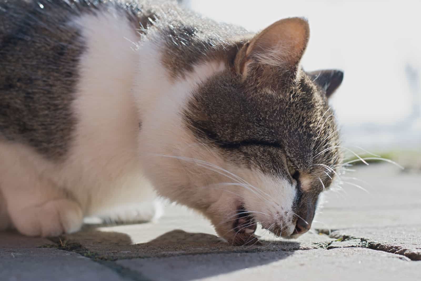 street cat regurgitates food