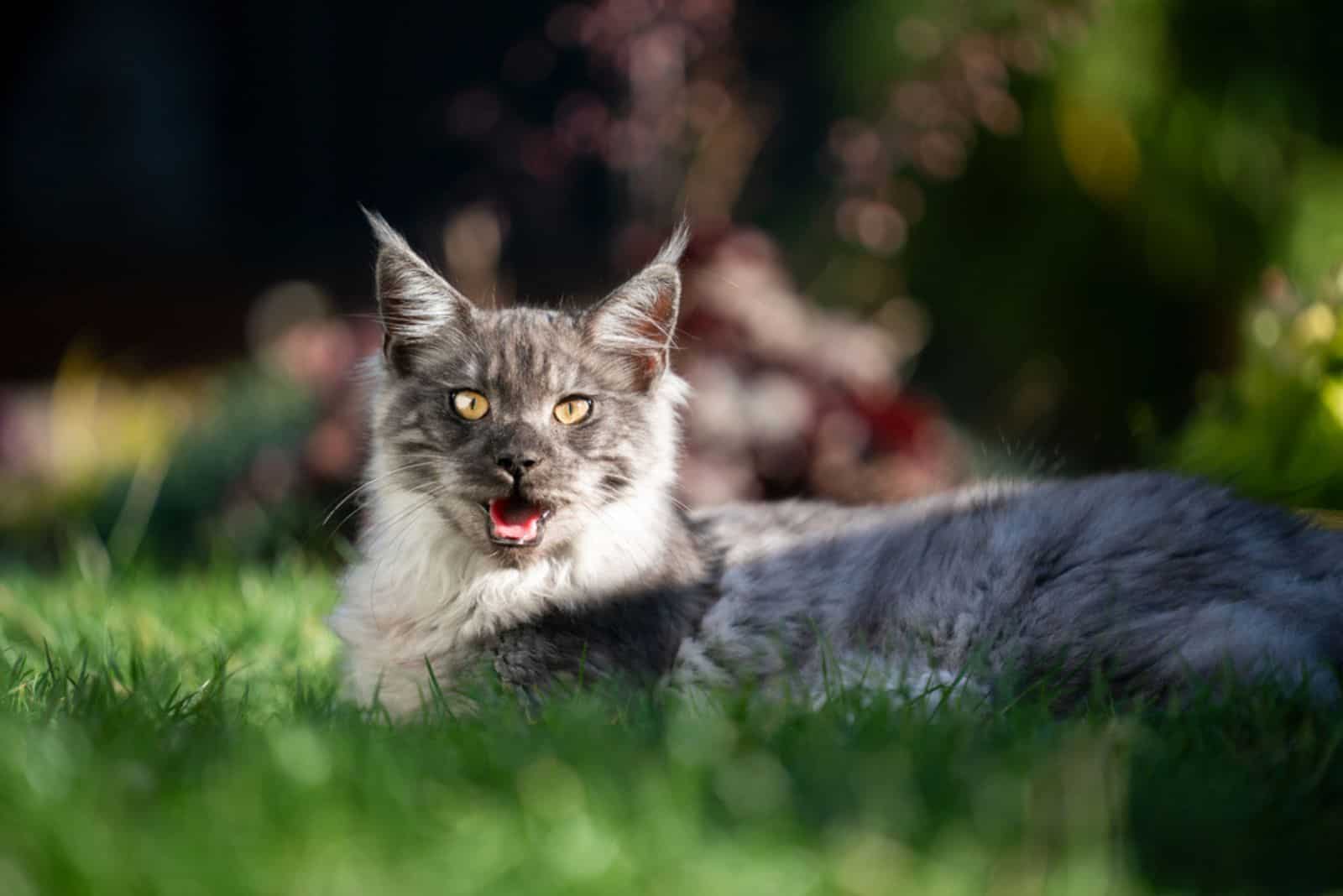 the cat is lying on the grass and panting