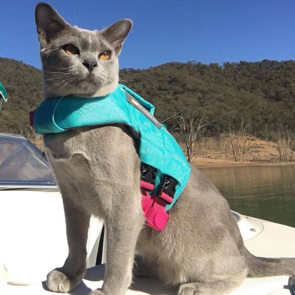 7 Cat Life Jackets That Will Suit Your Feline Perfectly