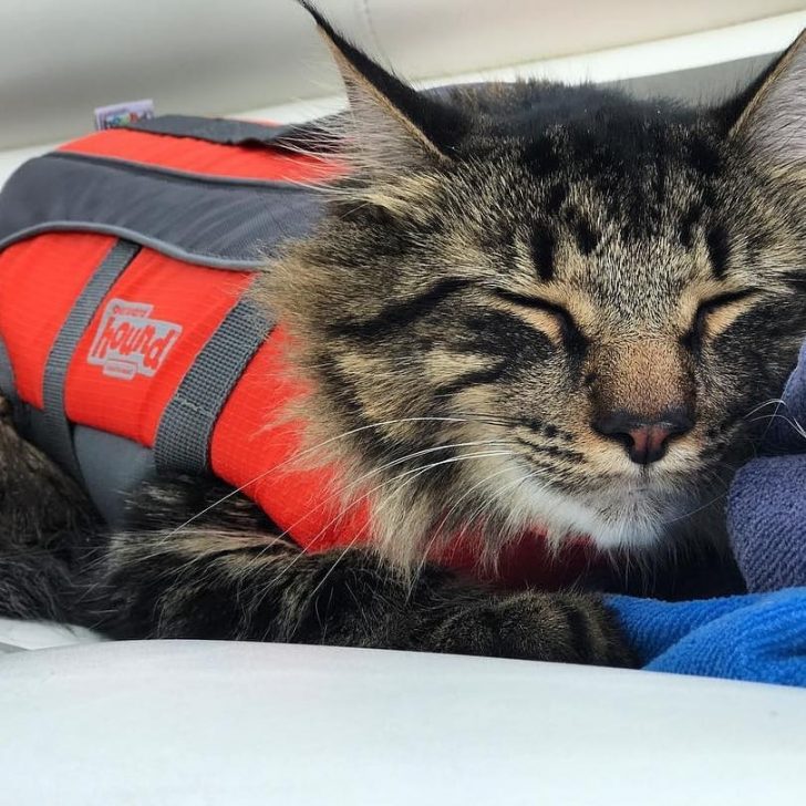 7 Cat Life Jackets That Will Suit Your Feline Perfectly