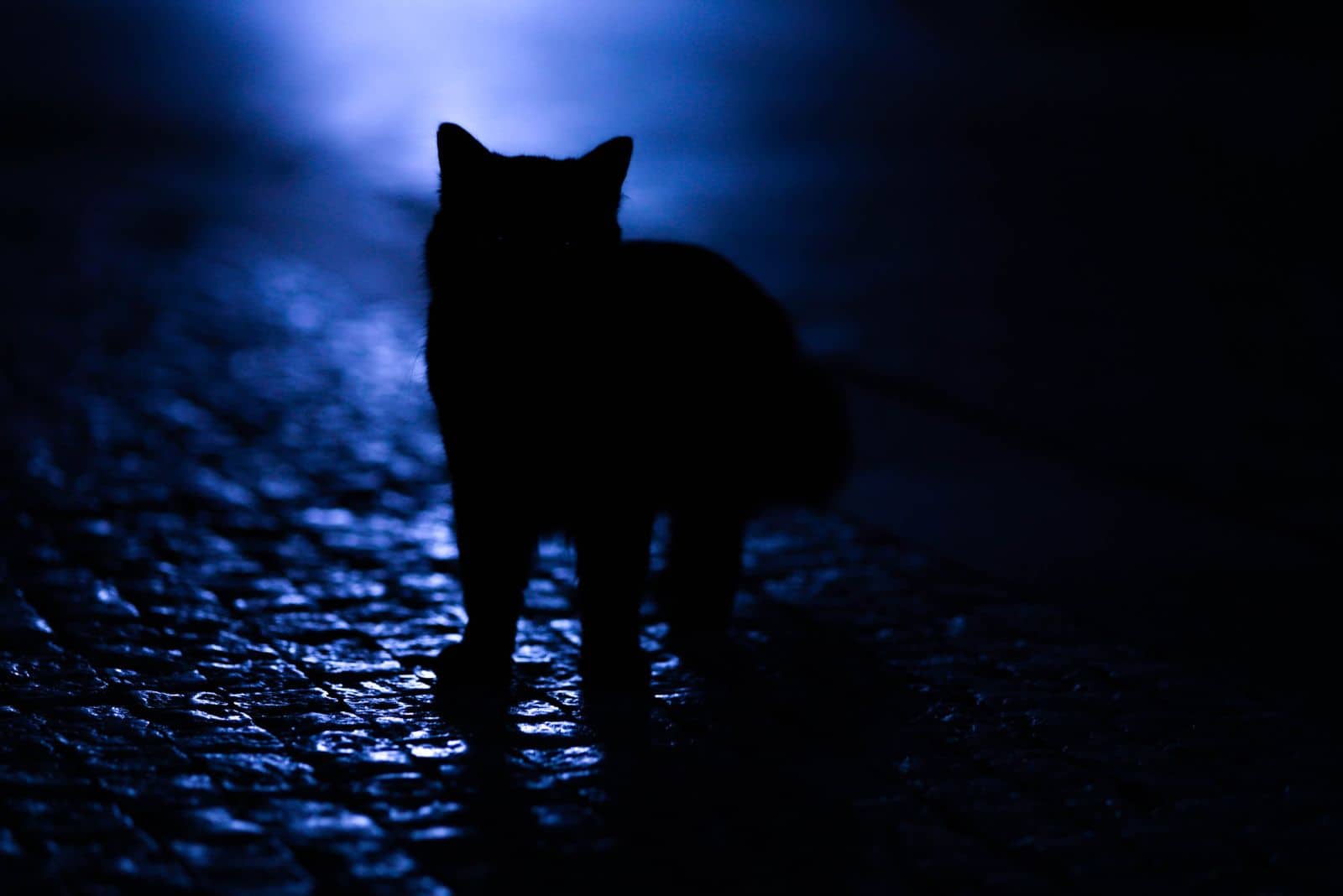the cat stands in the dark