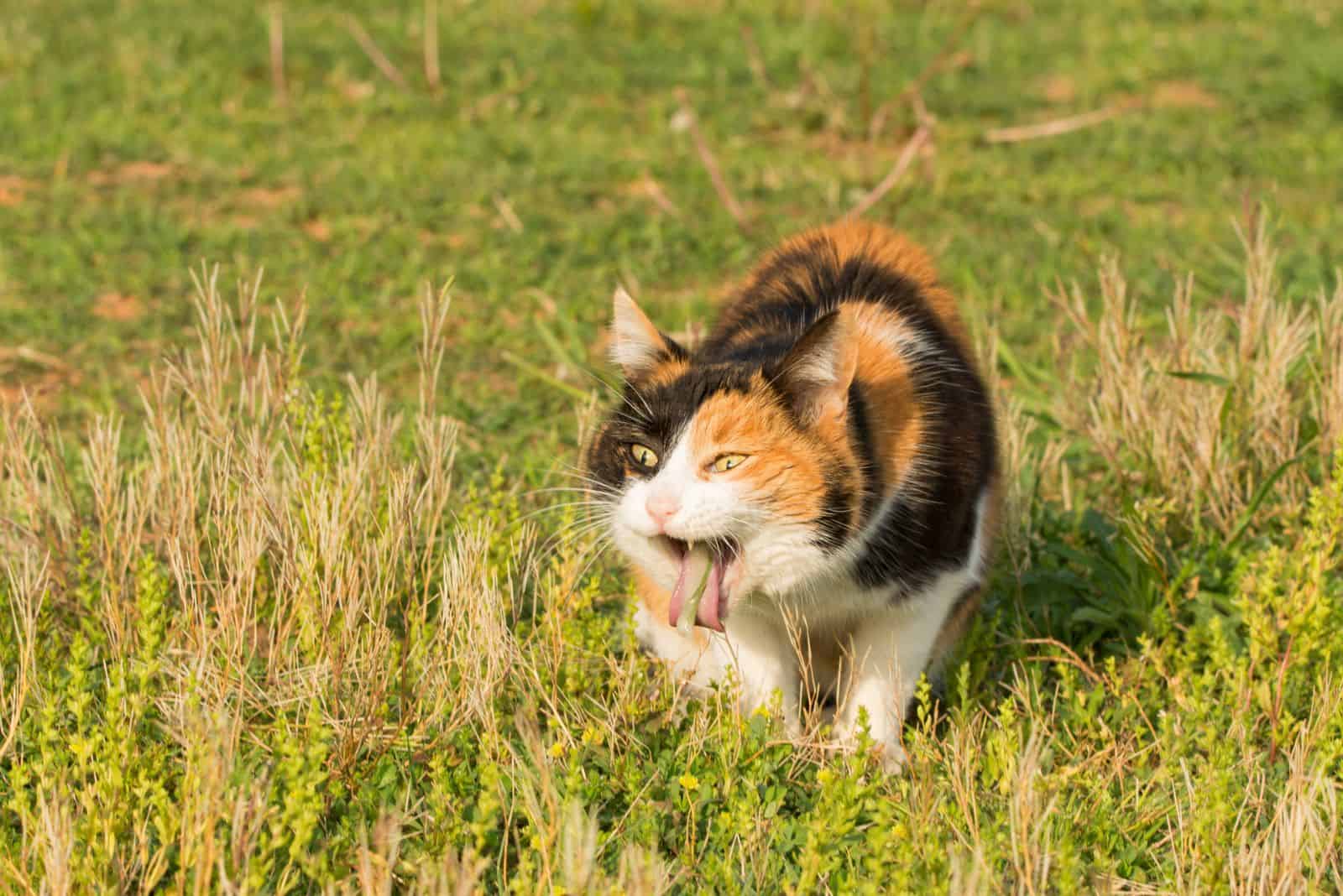 the cat stands in the garden and vomits