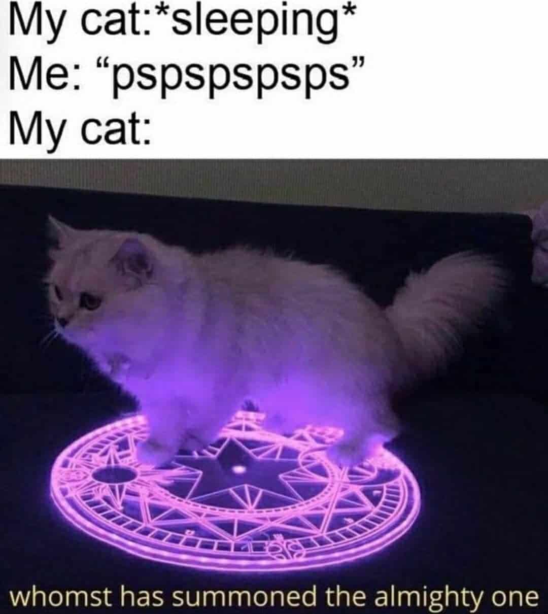 the cat stands on the pentagram