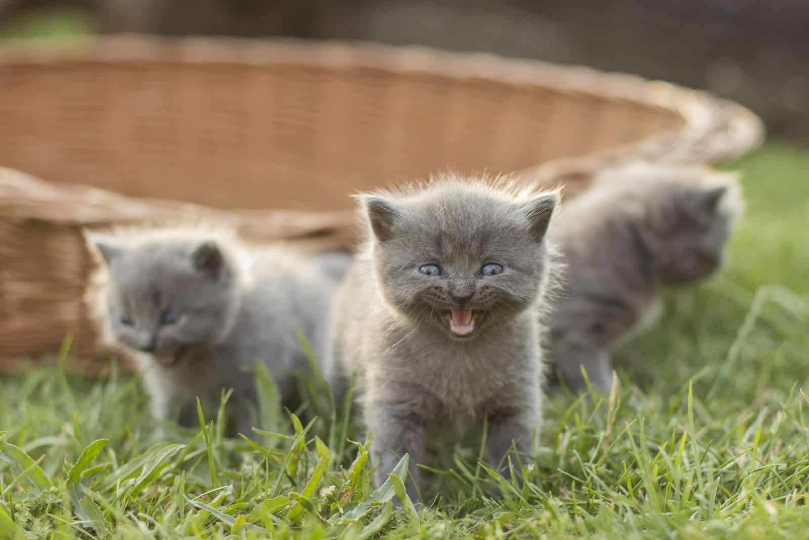 three British Shorthair kittens in the garden