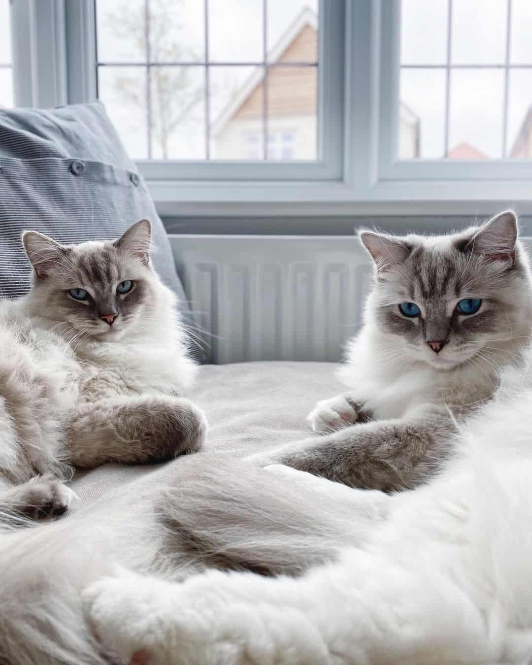two blue lynx ragdoll cats resting in living room