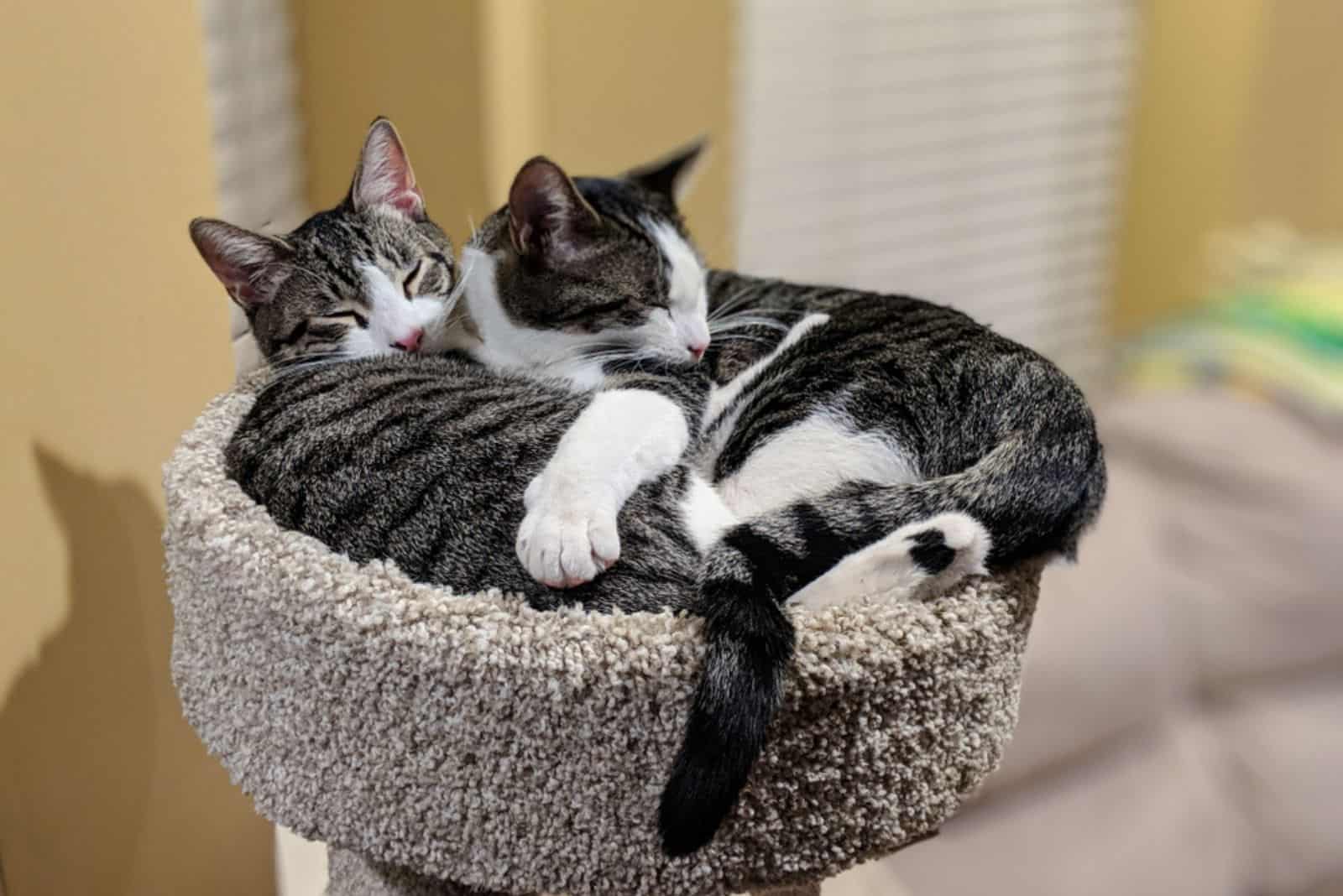 two cats cuddling