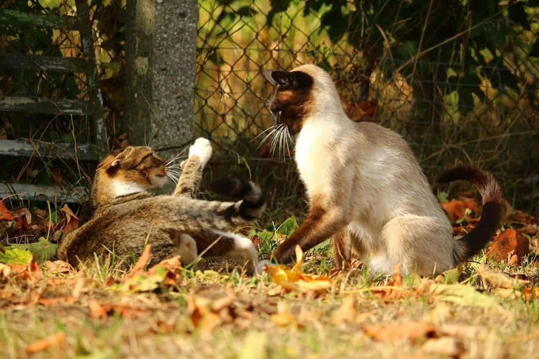 two cats slap each other