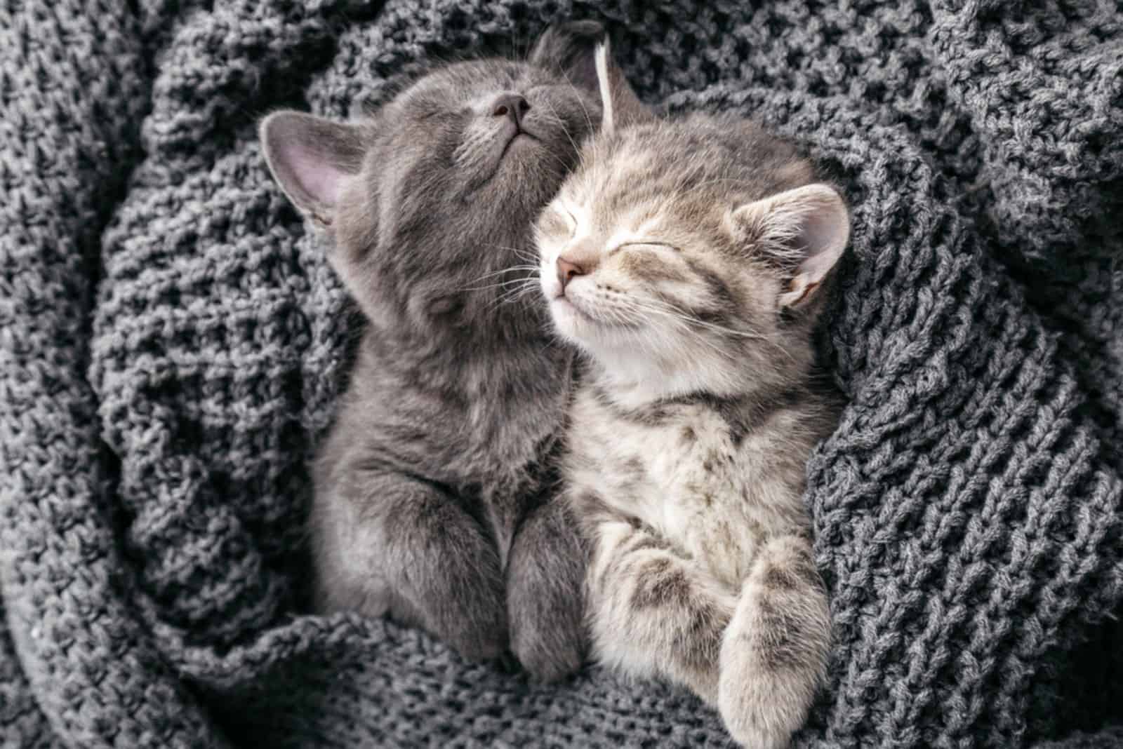 two cute British Shorthair kittens wrapped in a blanket