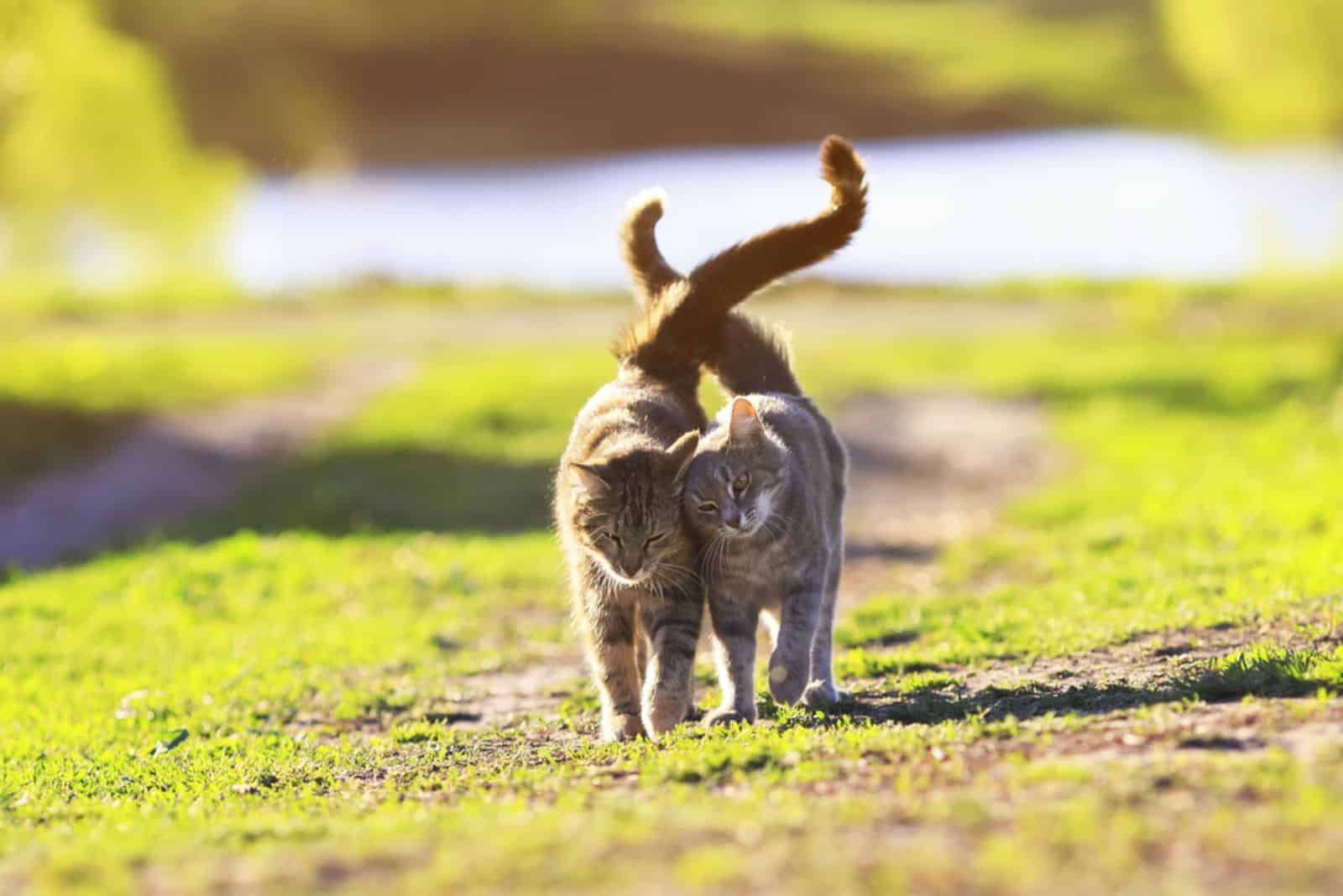 two cute striped kitten walking on green grass 