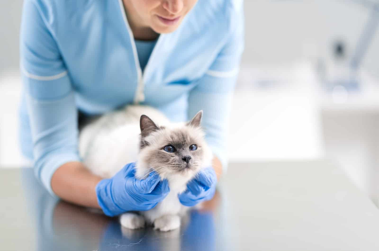 vet examining cat on table
