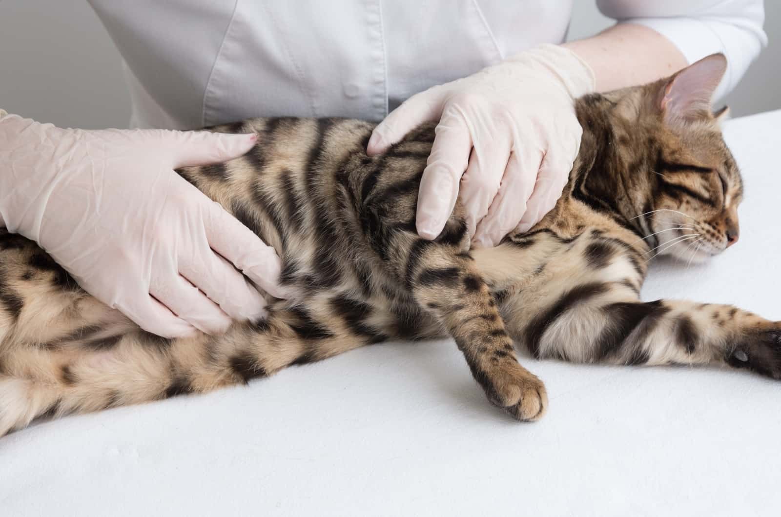 vet examining cat