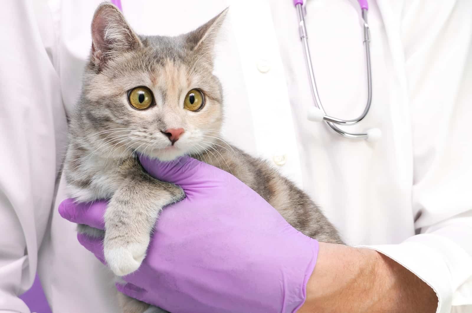 vet in white coat holding a cat