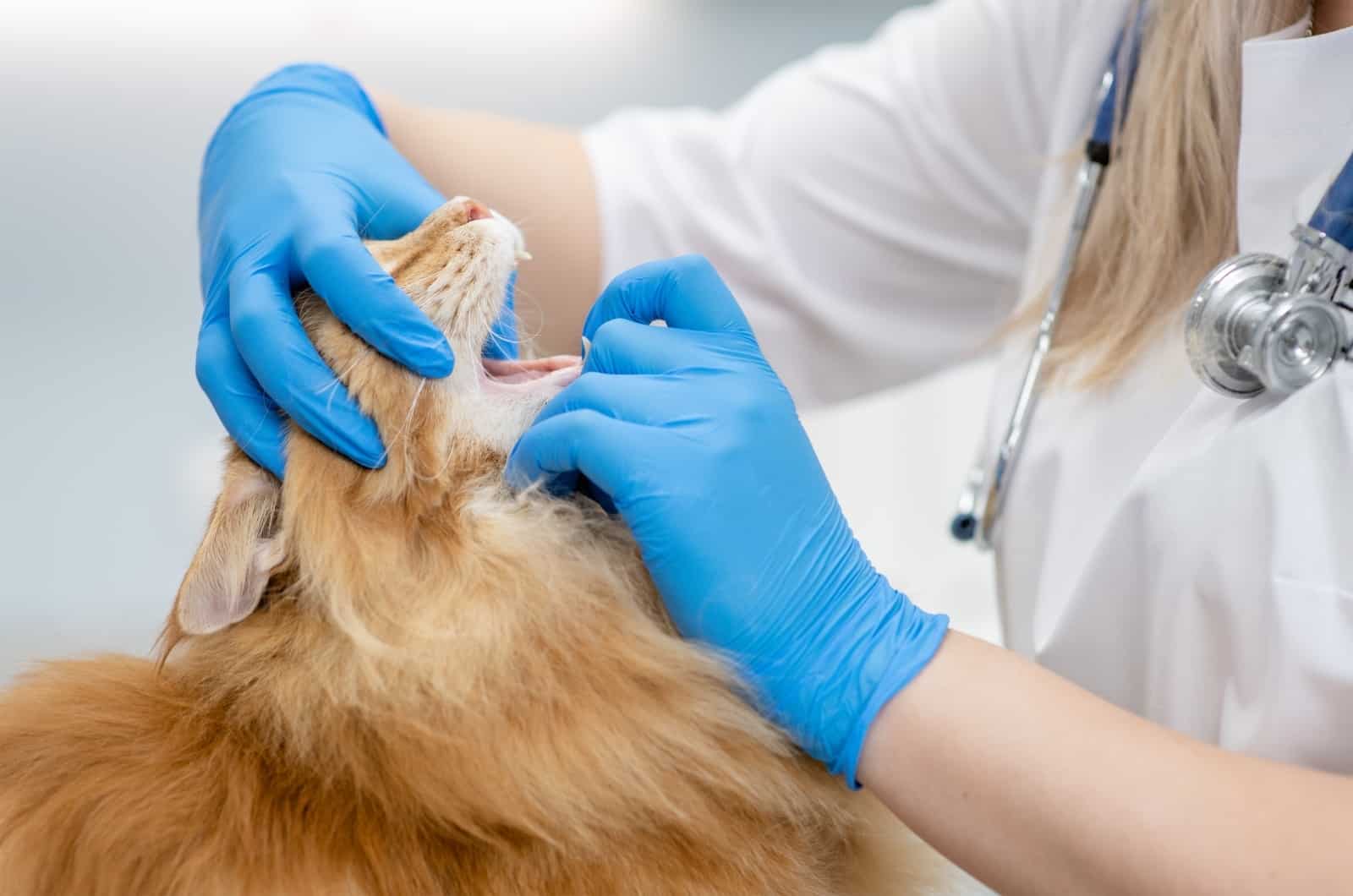 vet opening cat's mouth