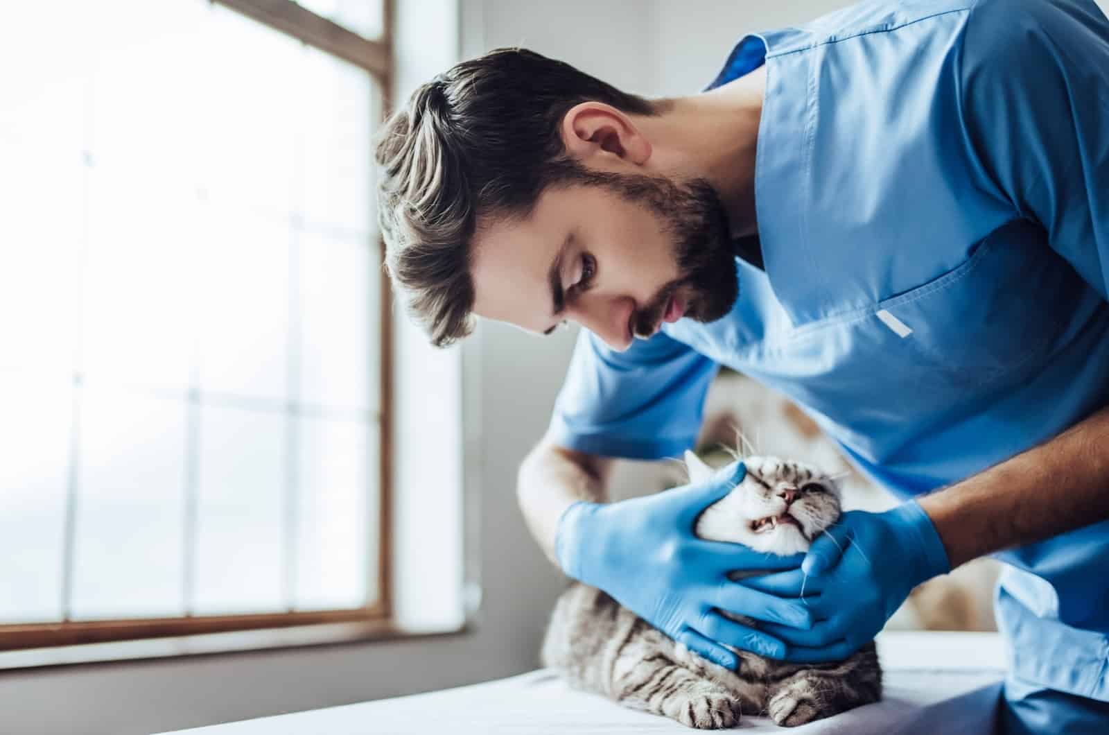 vet taking a look at cat